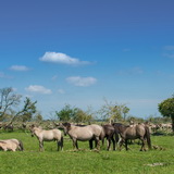 Konik horses